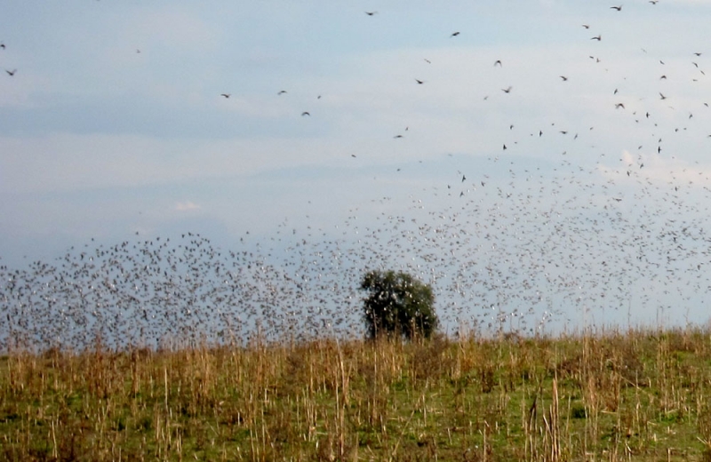Cordoba Argentina Dove Hunting